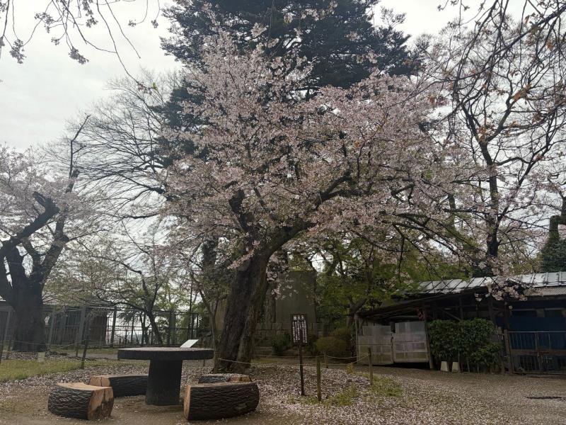 標本木